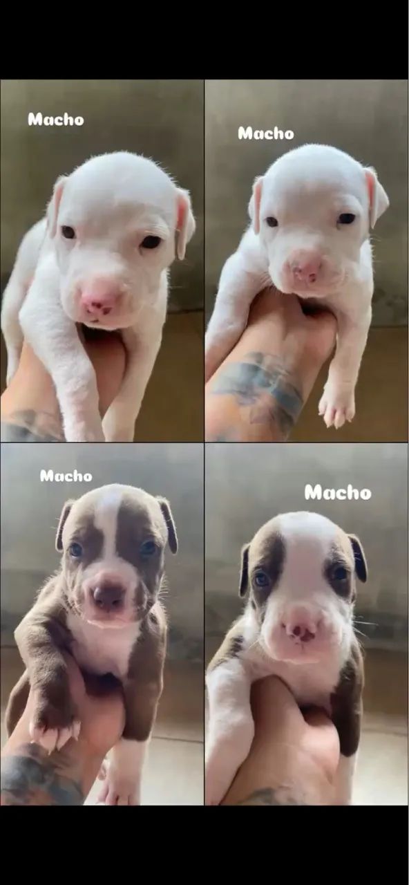 Filhotes Pitbull 