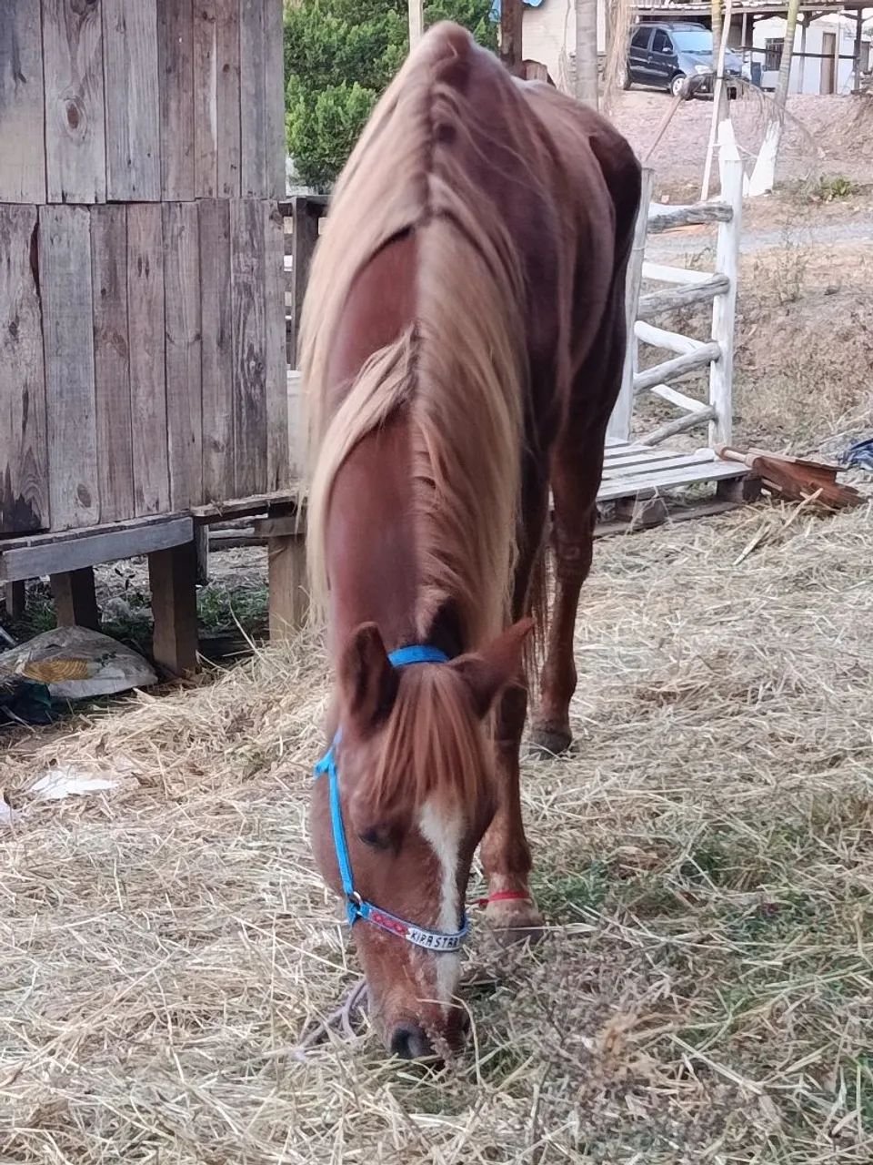 Cavalo / Égua Três Tambores  - Foto 4