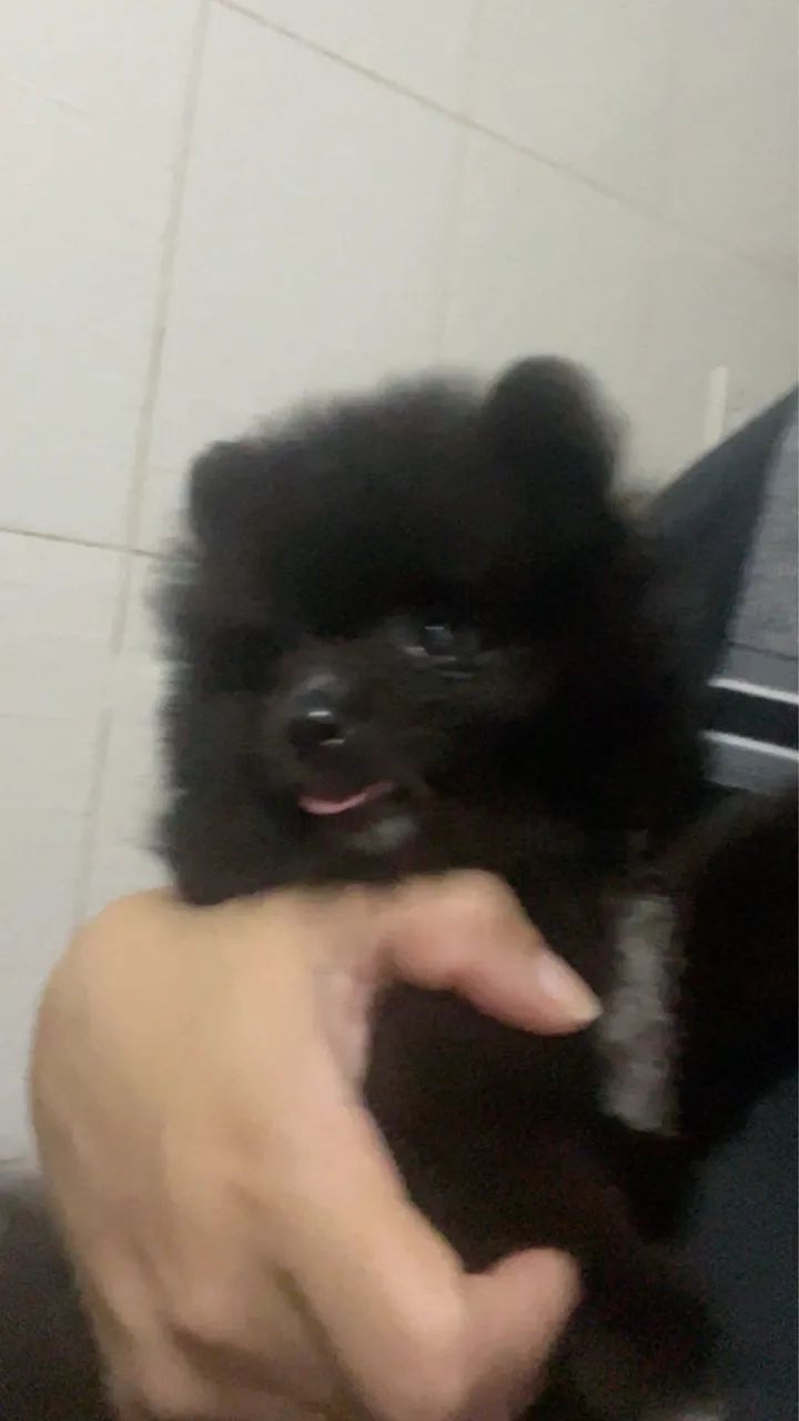 Sptiz alemão  - Foto 2