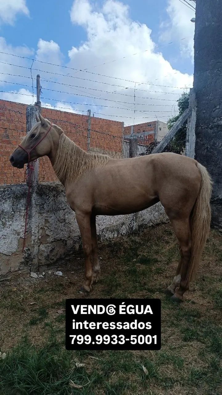 égua / cavalo 