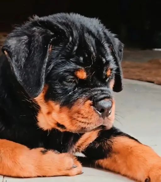 ROTTWEILER DISPONÍVEIS - Foto 3