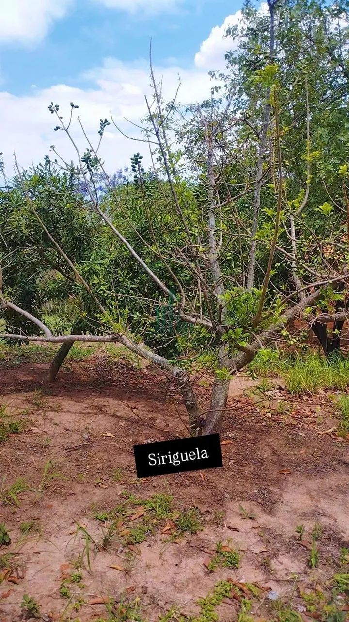 Sítio em Zona Rural Charqueadas - Charqueada - Foto 2