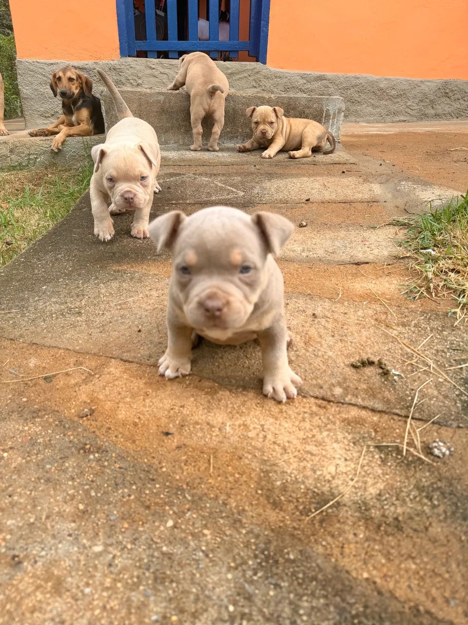 American bully pocket  - Foto 4