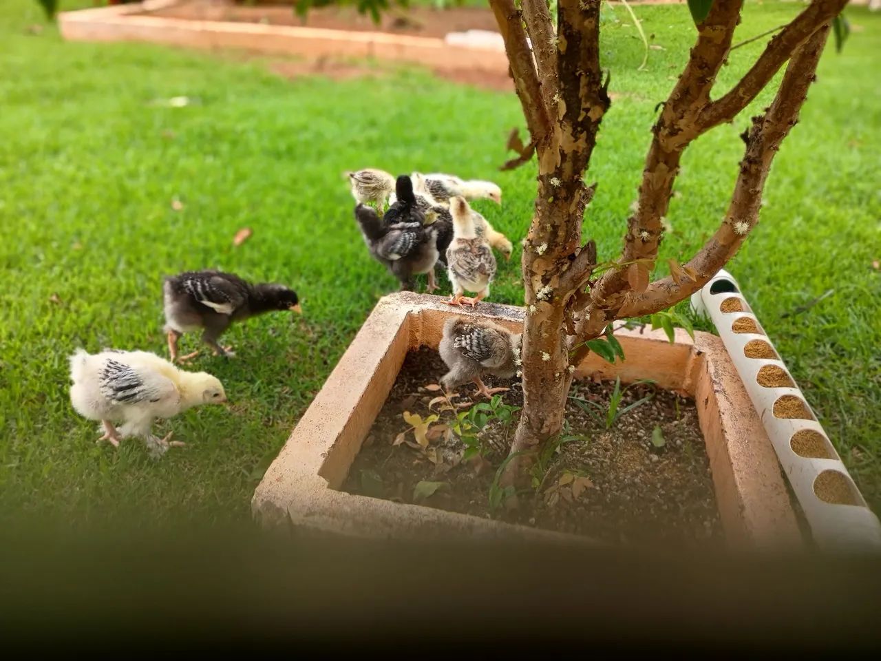 Pintinhos Brahma 30,00 - Foto 5