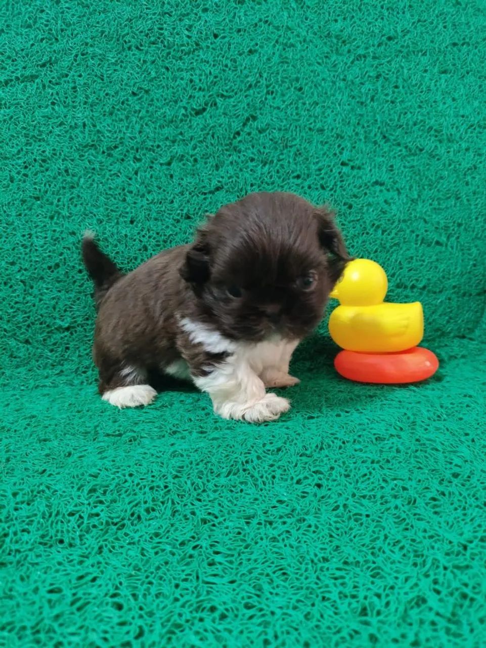 Shih tzu  - Foto 2