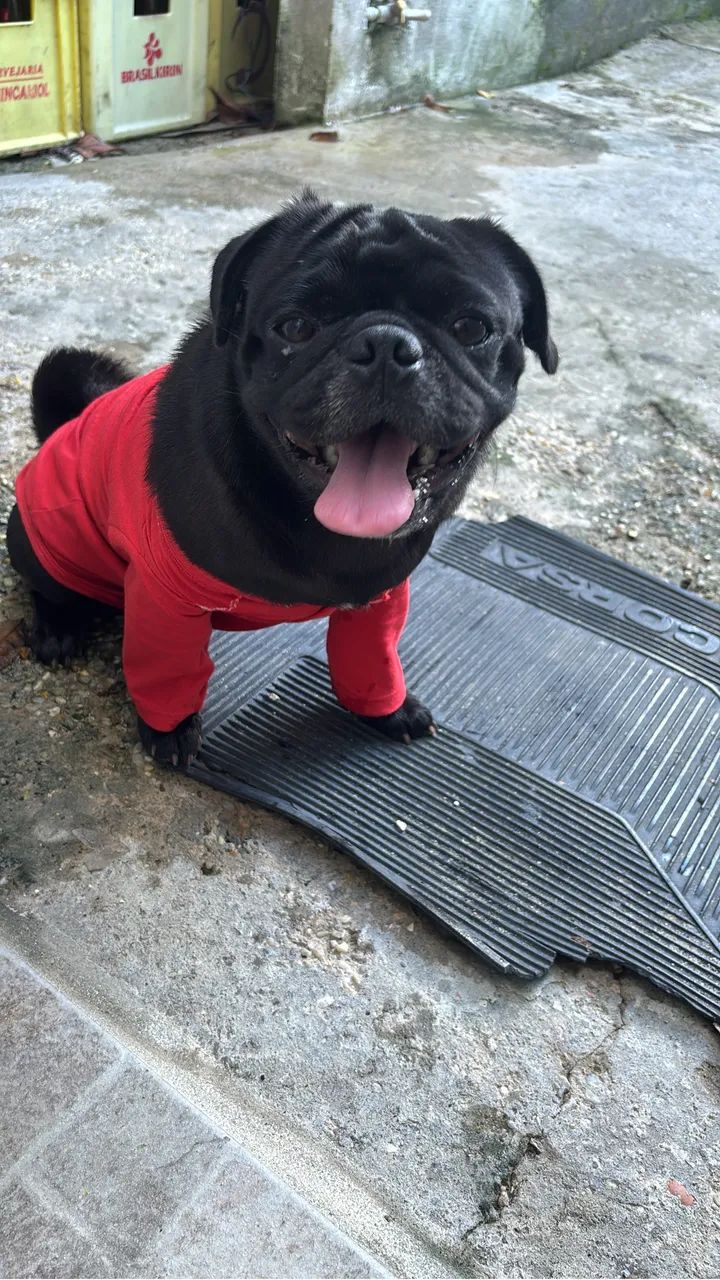 Pug pra namorar  - Foto 2