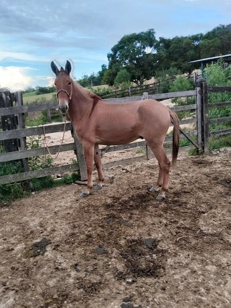 Burro e mula - Foto 5