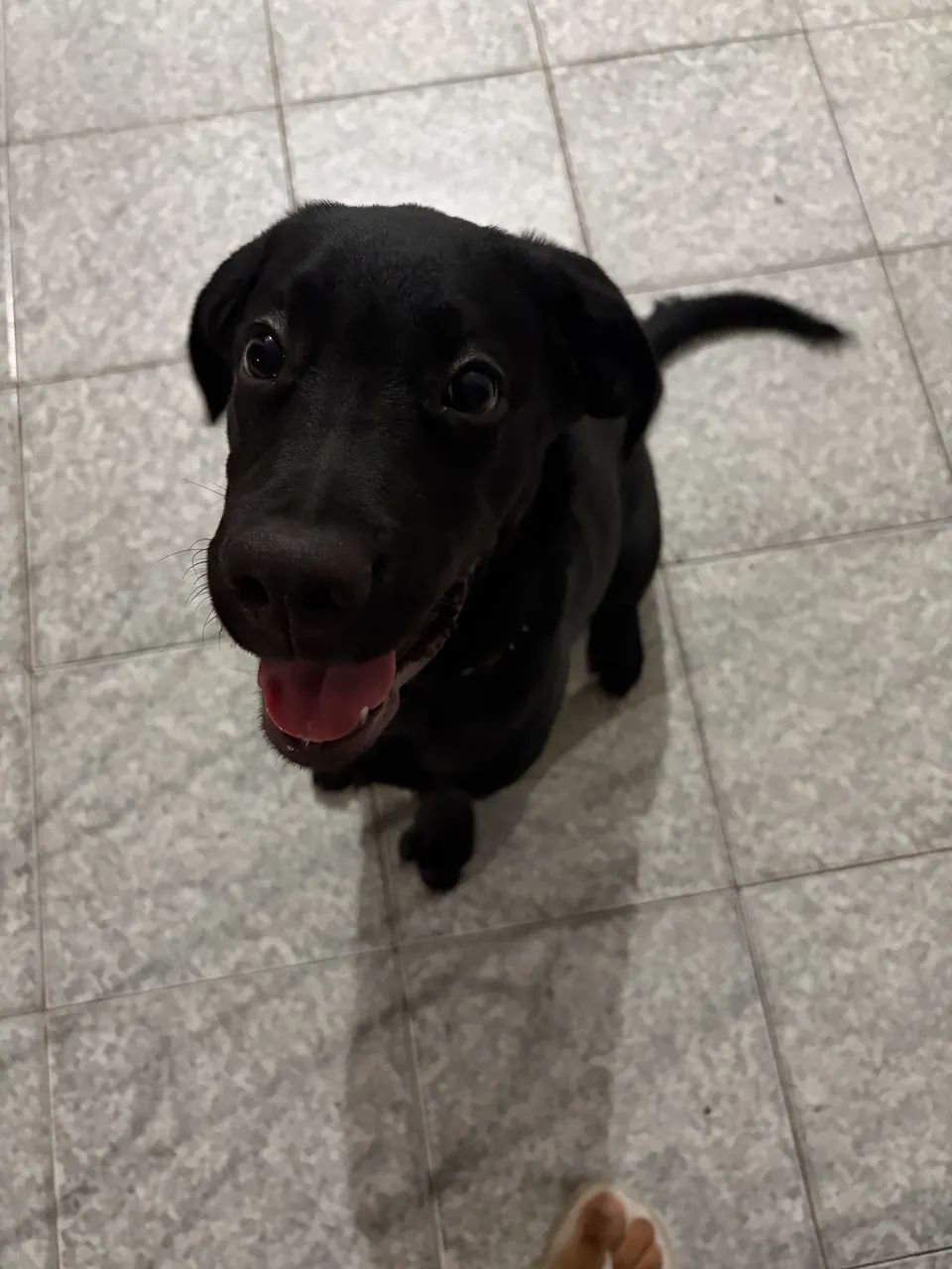 Cachorro labrador de 5 meses  - Foto 5