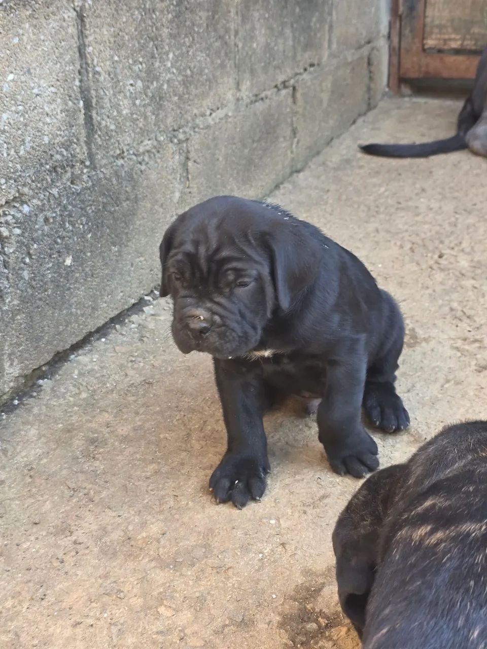 FILHOTES DE CANE CORSO ITALIANO  - Foto 3