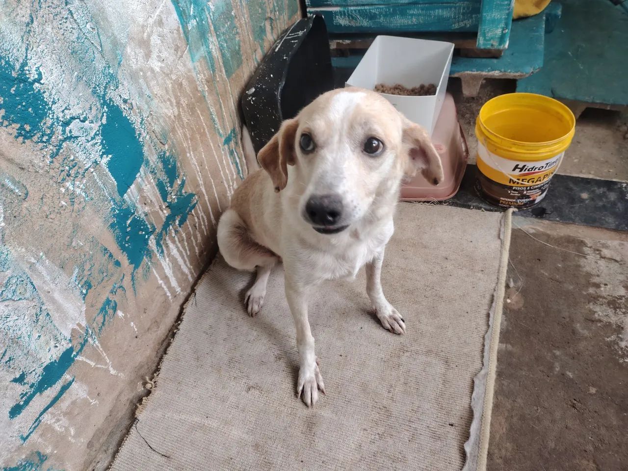 Cachorra pra doação