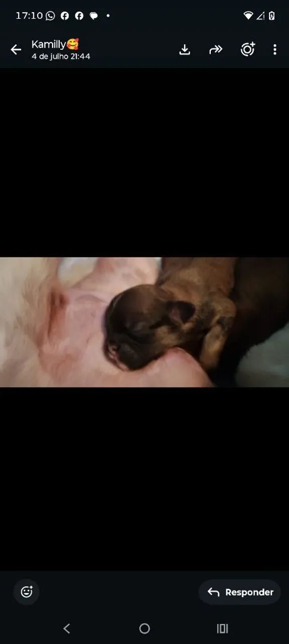 @#shihtzu
