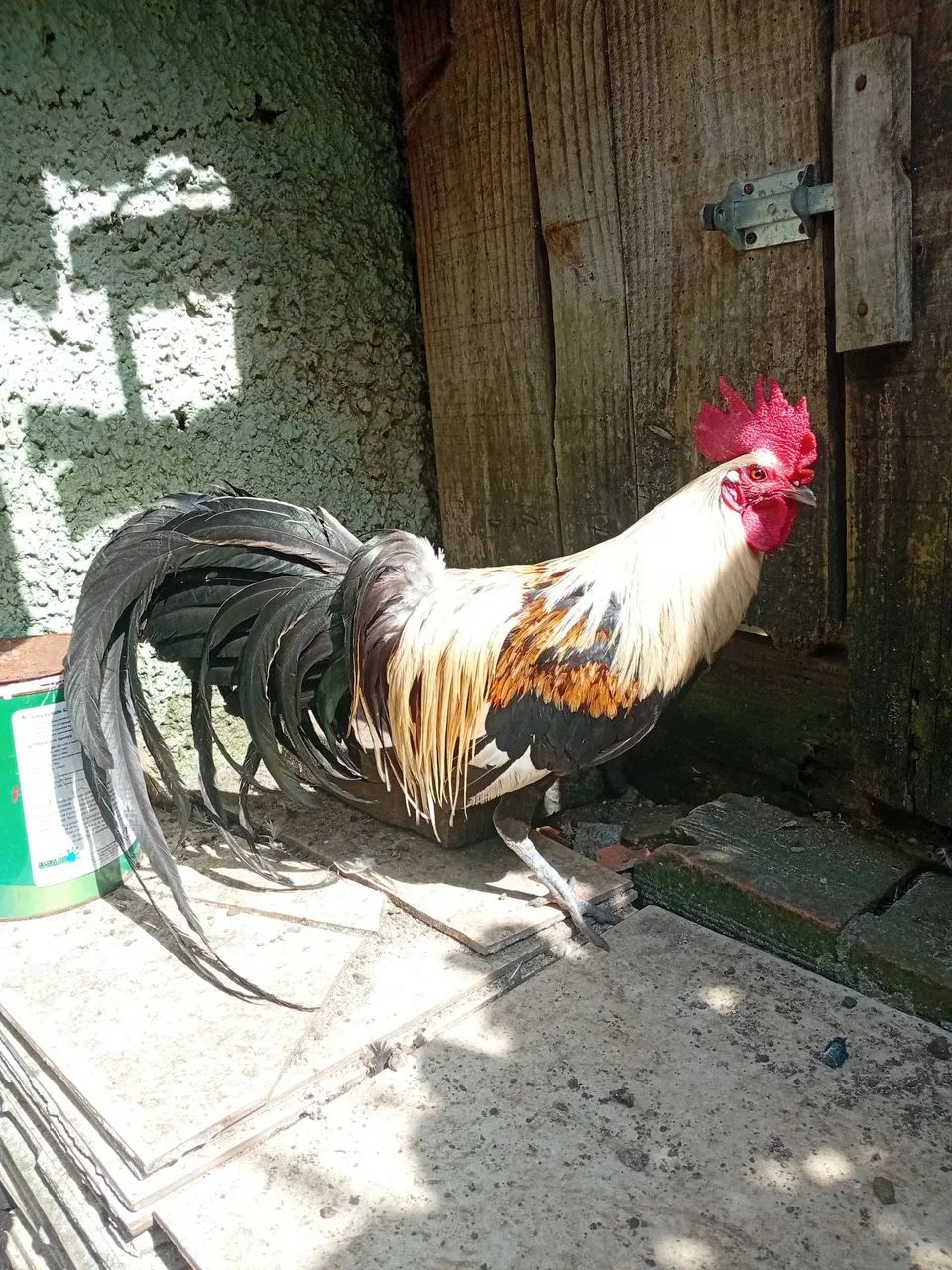 Galo Fênix  - Foto 2