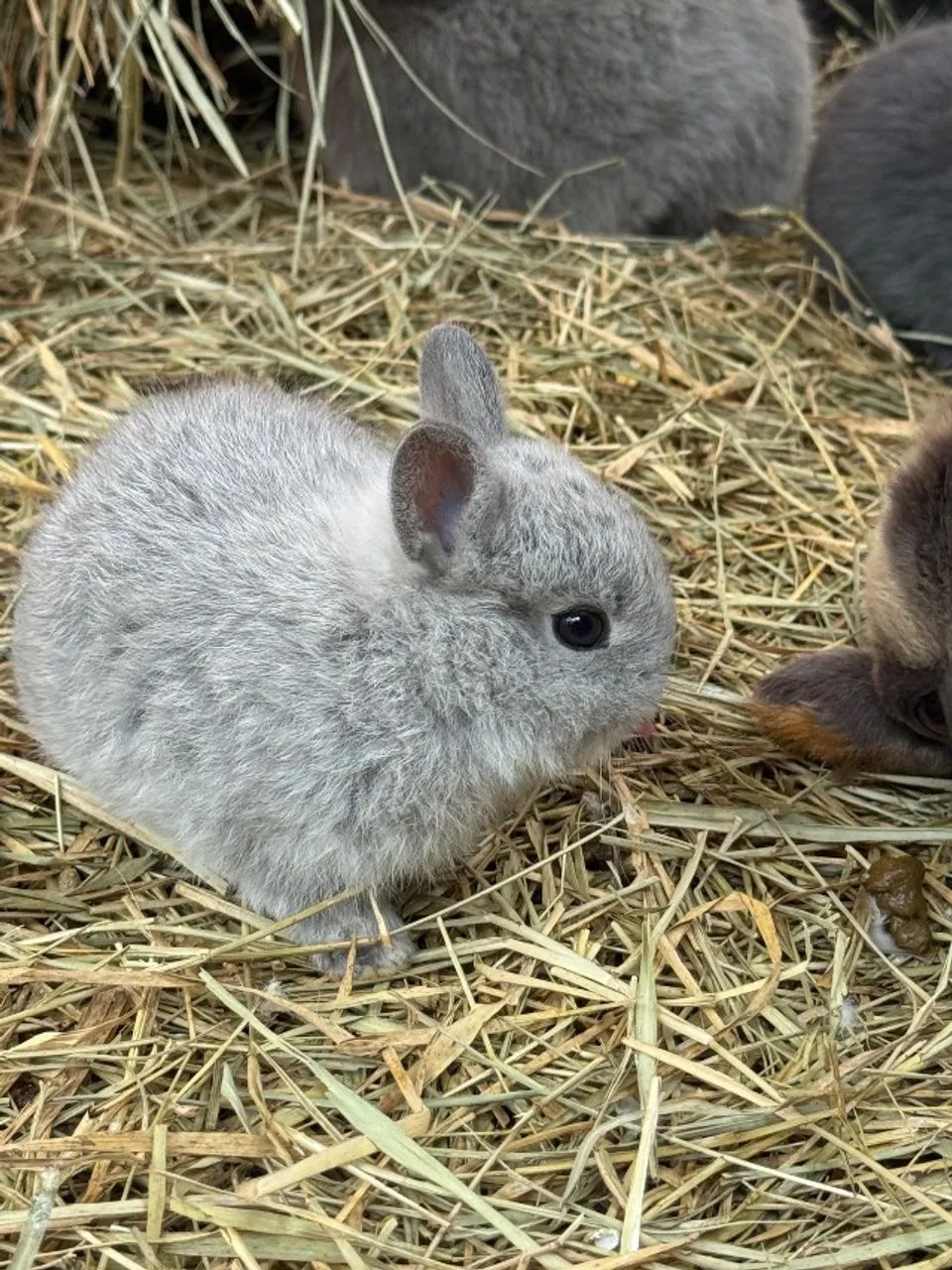 VENDO filhotes de Netherland Dwarf (Coelho Anão) ? - Foto 5