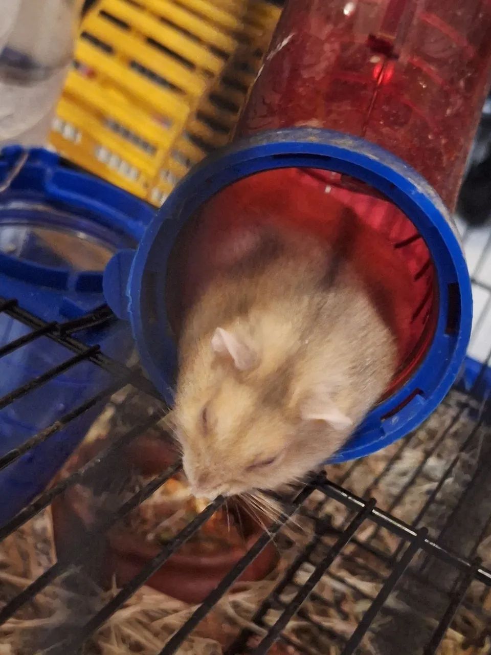 Vendo casal espetacular de hamster - Foto 2