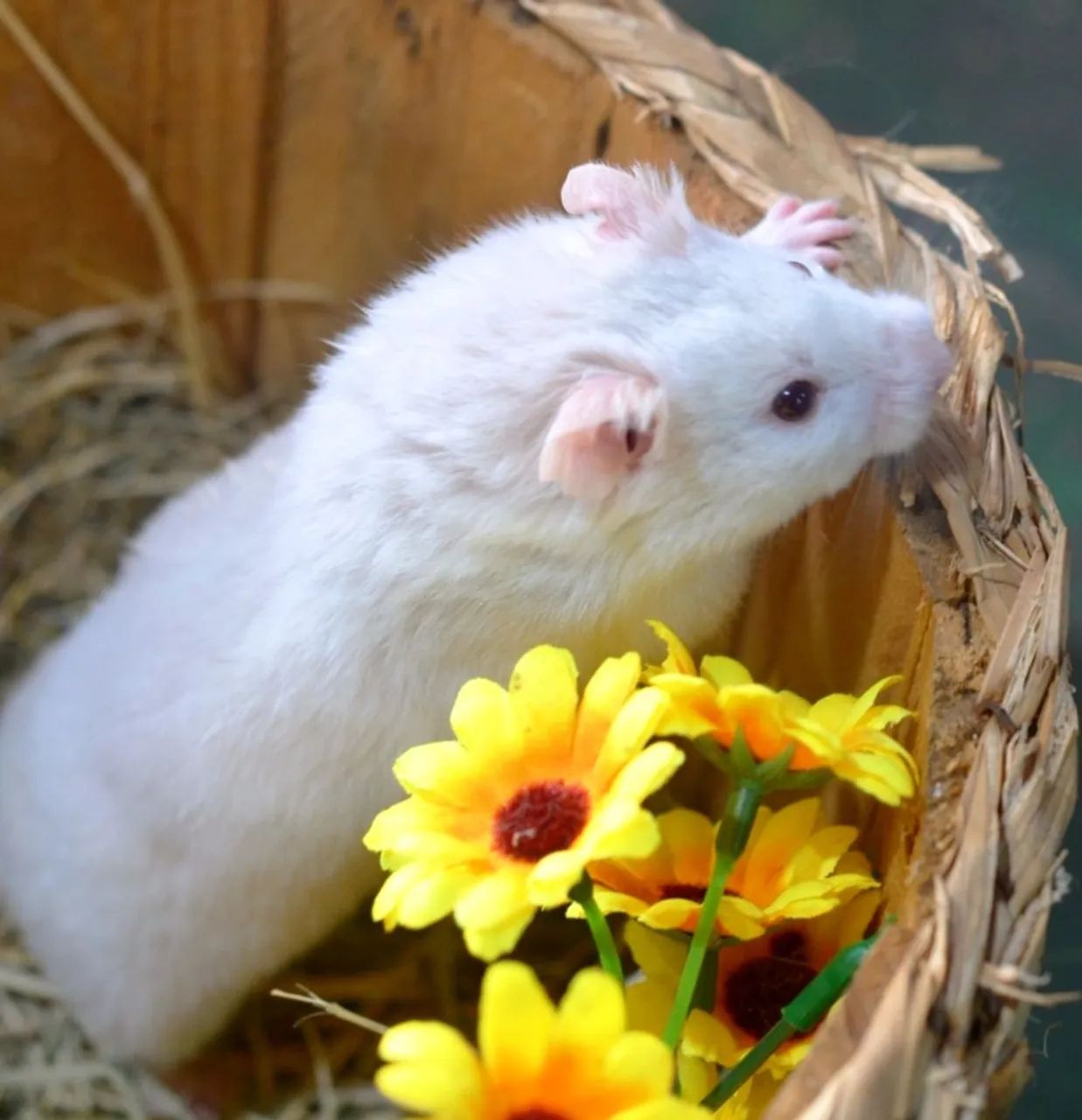 Hamster sírio e anão russo Twister coelhos calopsita porquinho filhotes e adultos  - Foto 6