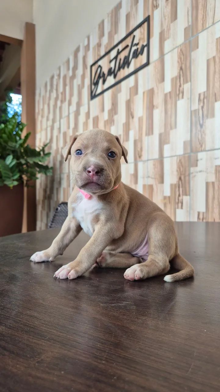 Vende-se filhotes de Pitbull  - Foto 3