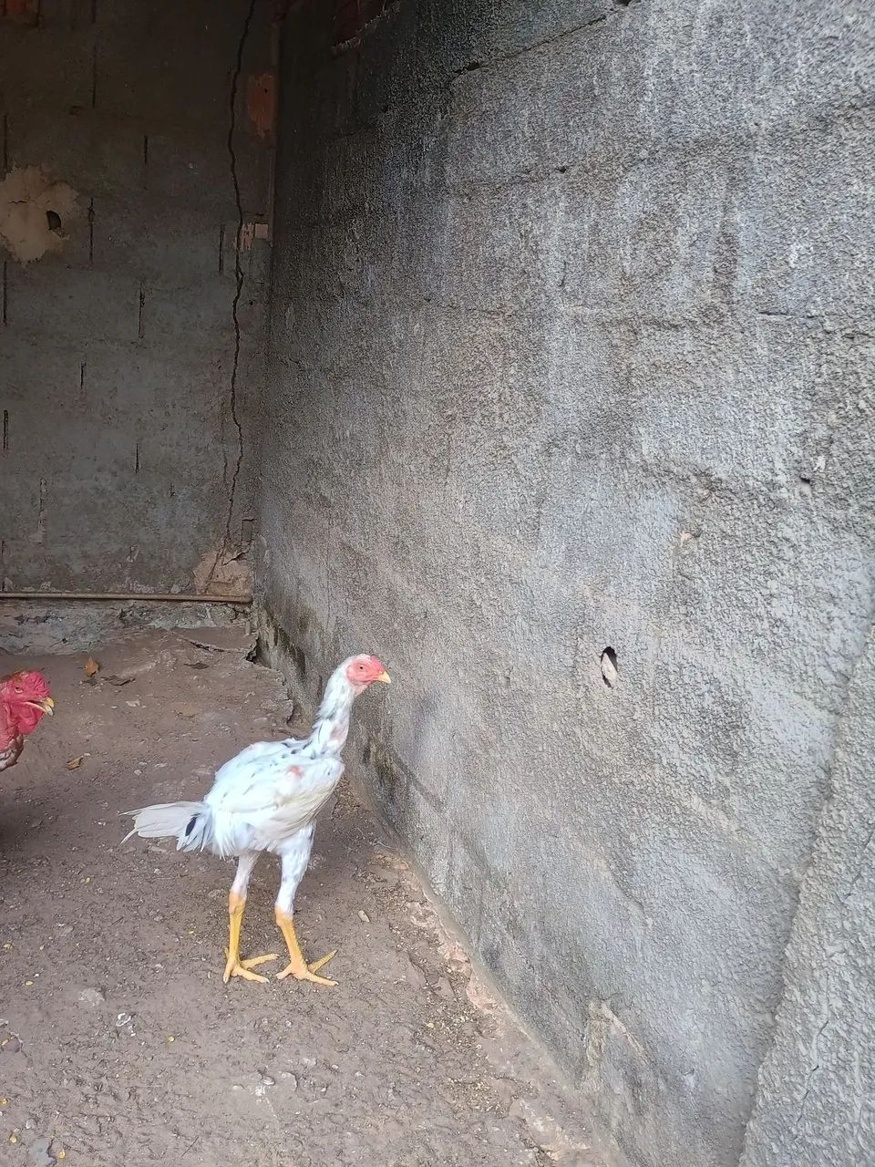  Frango índio gigante 