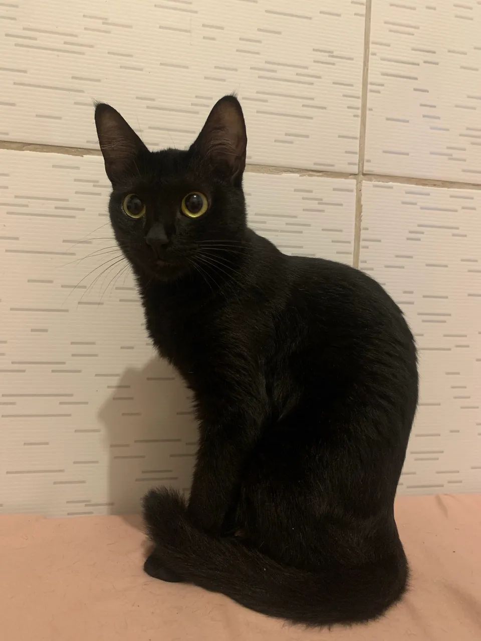 Doa-se gatinha 
