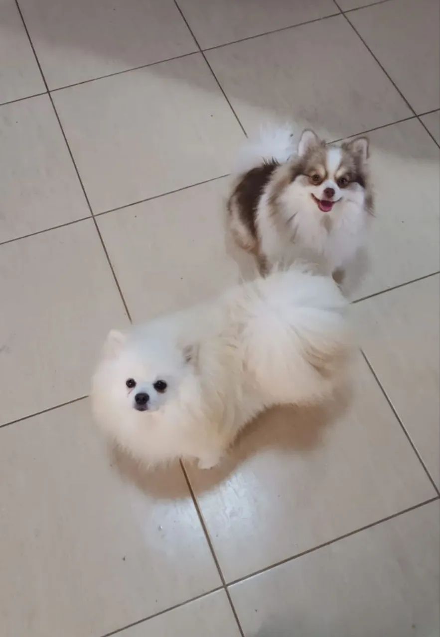 Spitz alemão