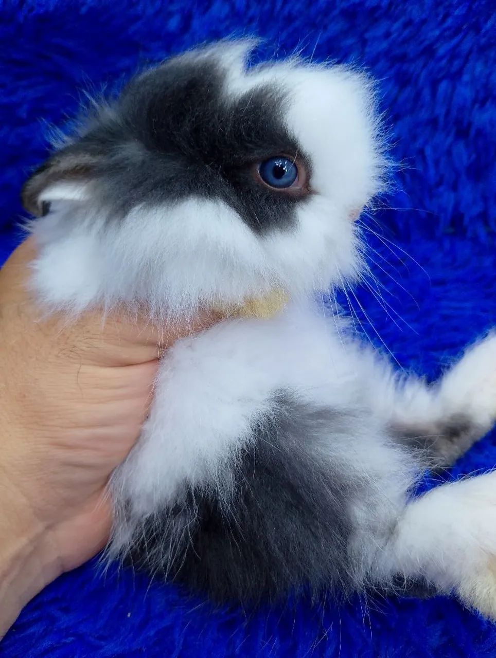 Coelho Anão ursinho,olhos azuis  - Foto 2