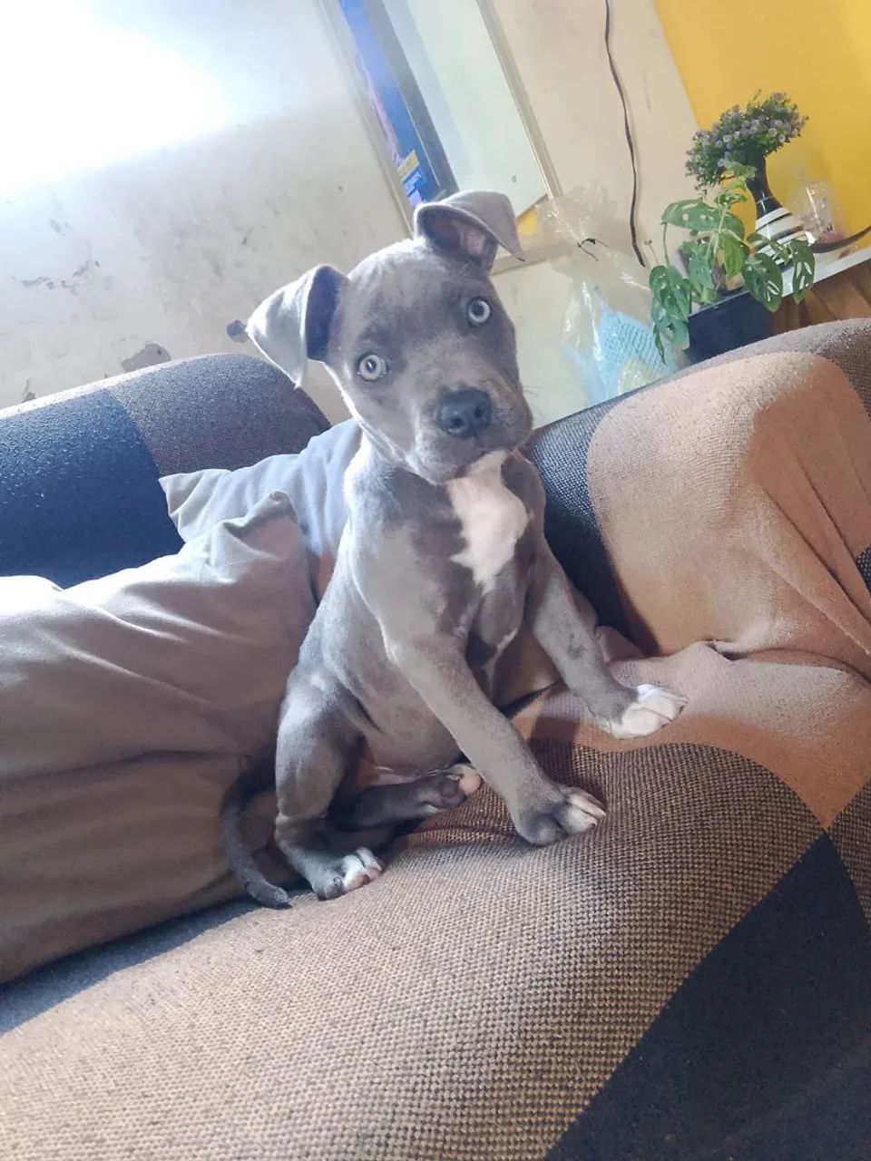Cachorro - Foto 5