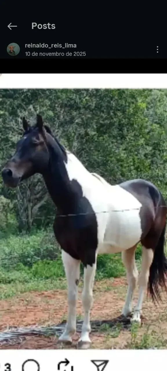 Cavalo manga larga machador pampa de preto