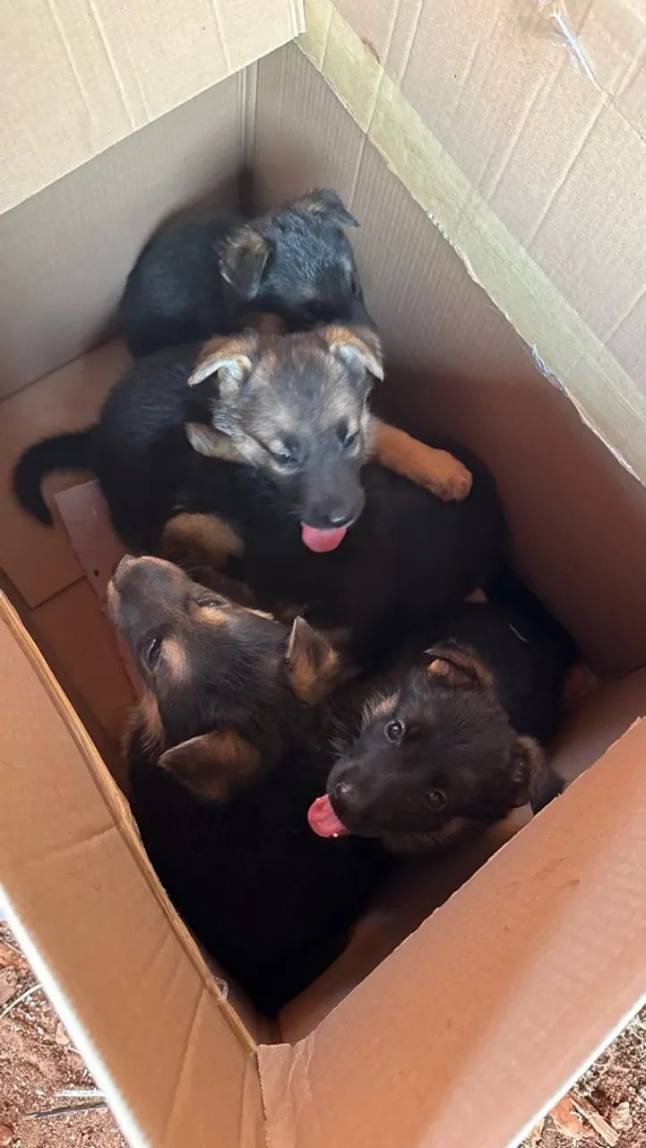 Cachorro - Foto 2