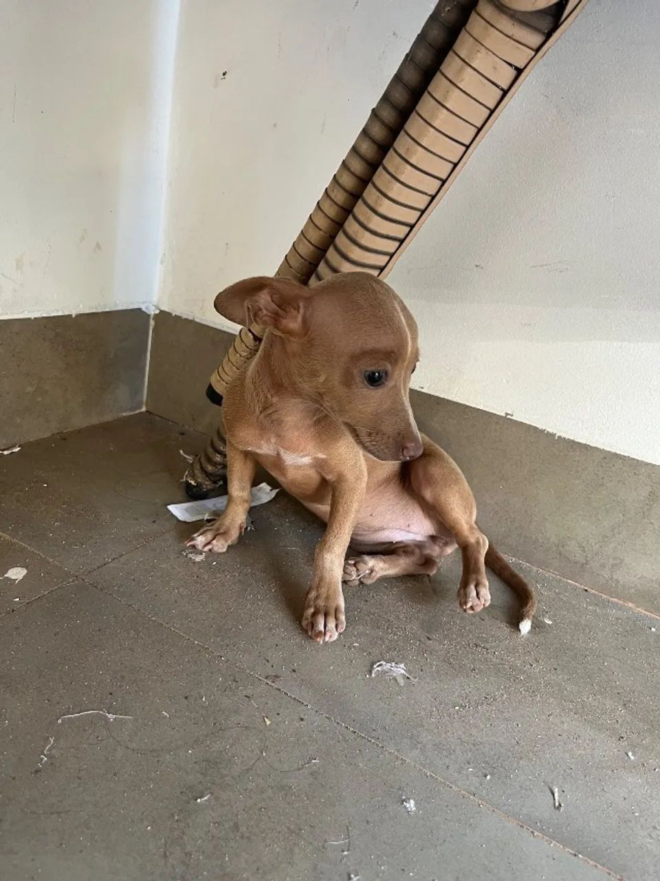 Filhote de pinscher - Foto 2