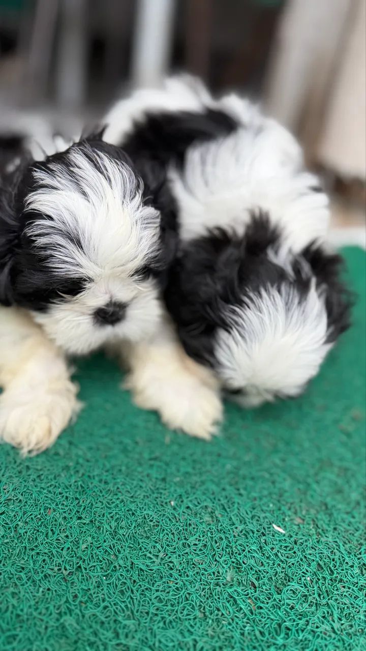 Cachorro - Foto 3