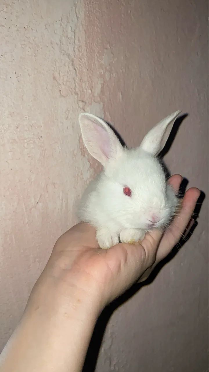 Coelhos