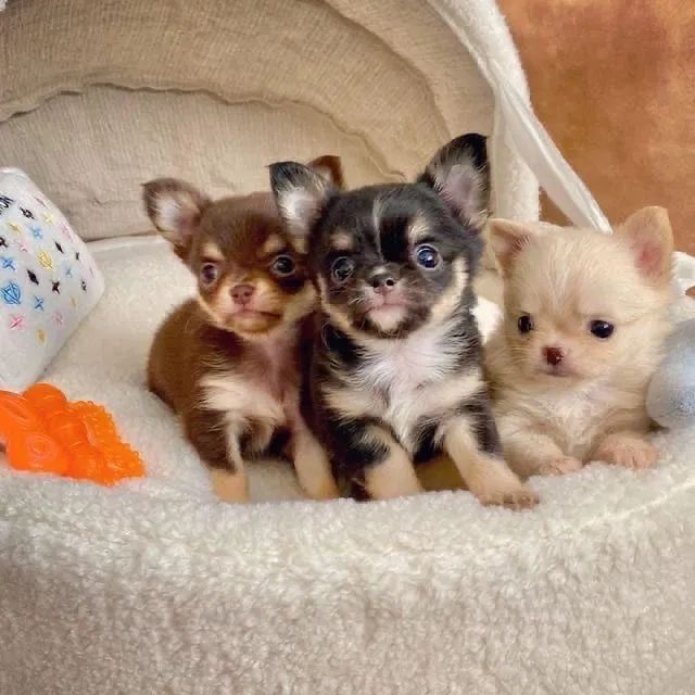 Chihuahua