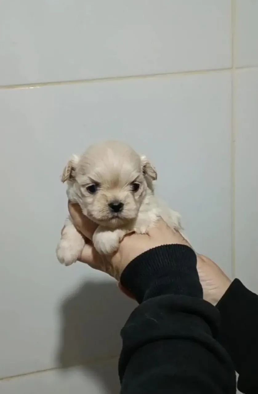 Bebês  - Foto 3