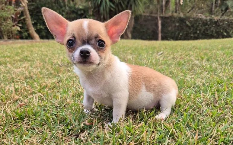 Filhotes de Chihuahua Pequenos e Saudáveis - Garantias em Contrato