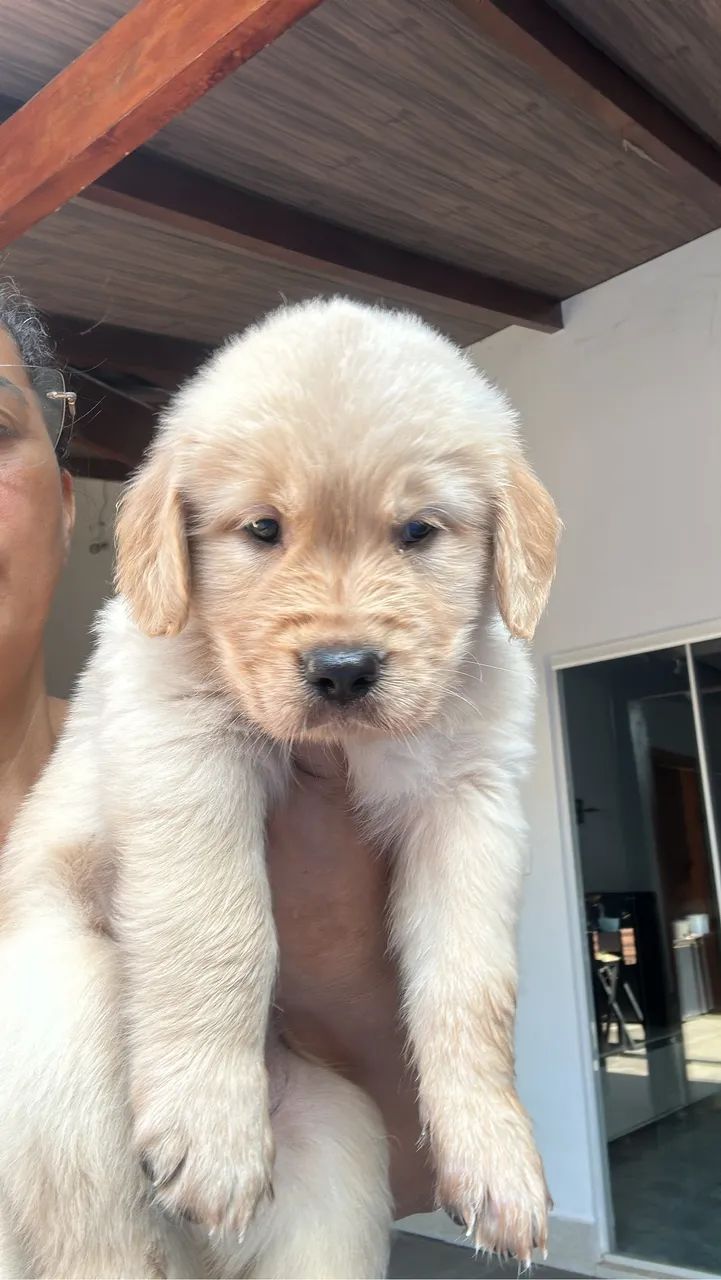 Cachorro  - Foto 2