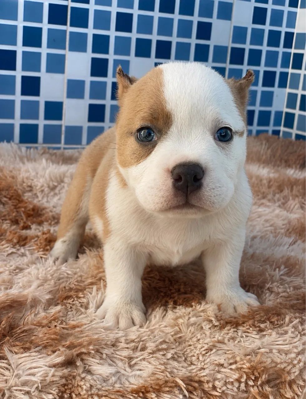 Américan bully micro 