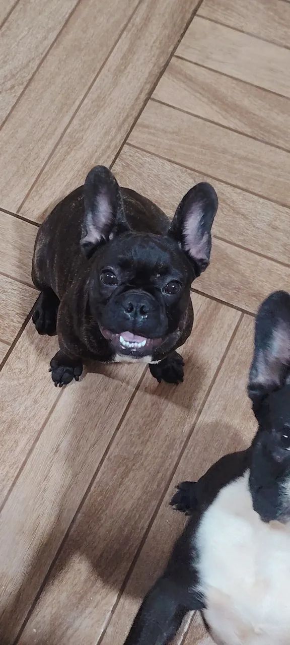 Bulldog Francês para reprodução - Foto 2