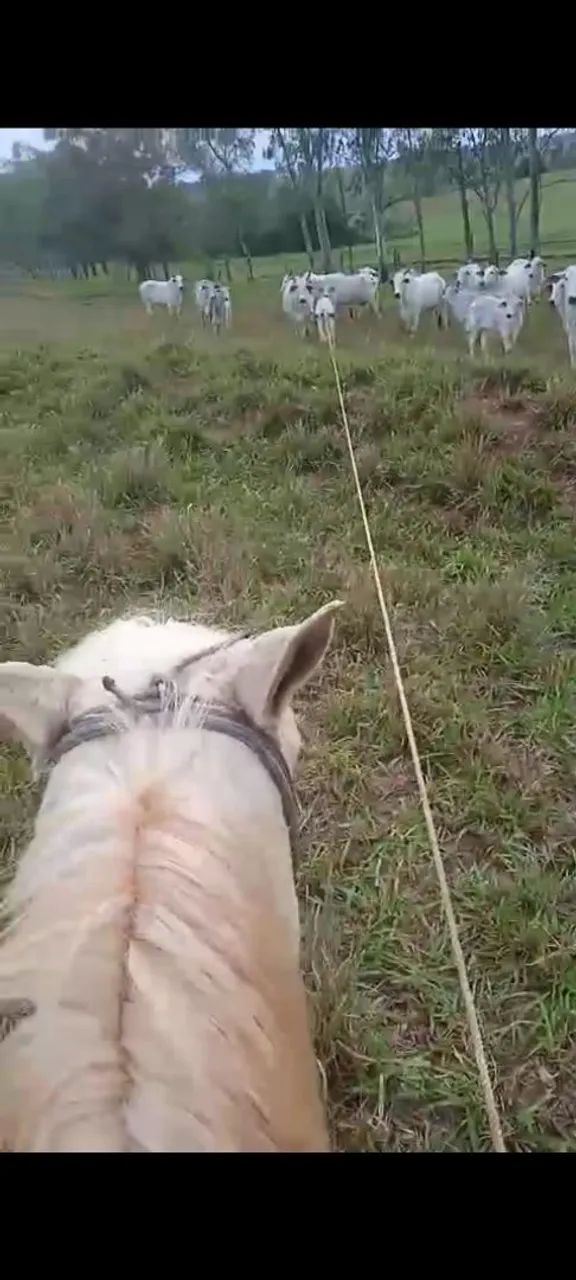 Cavalo QM - Foto 5