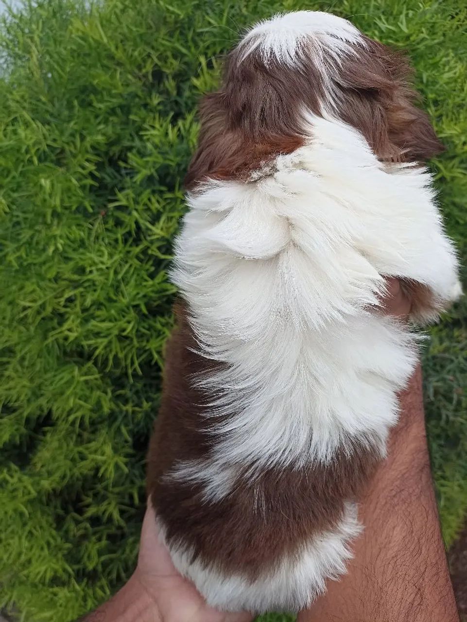 Shih tzu  - Foto 4