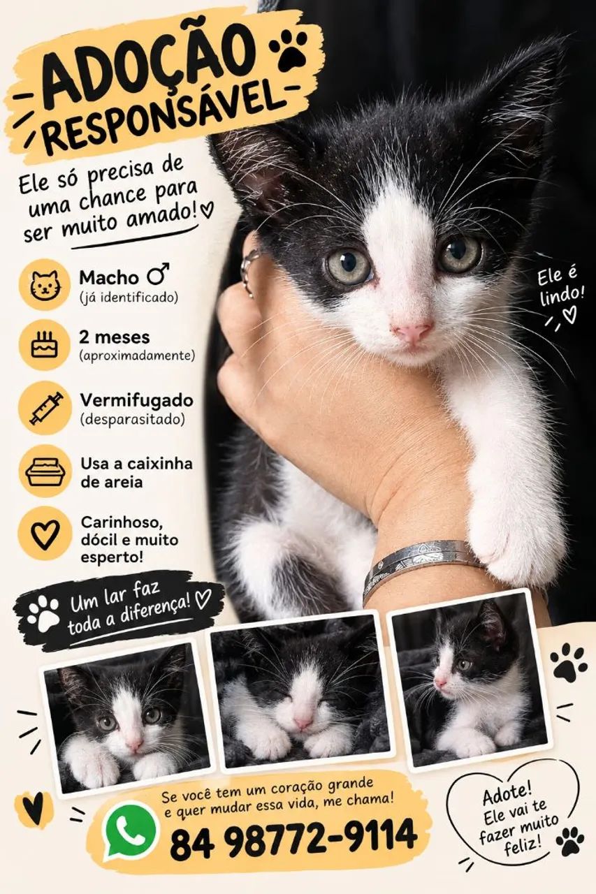 Adoção responsável  - Foto 2