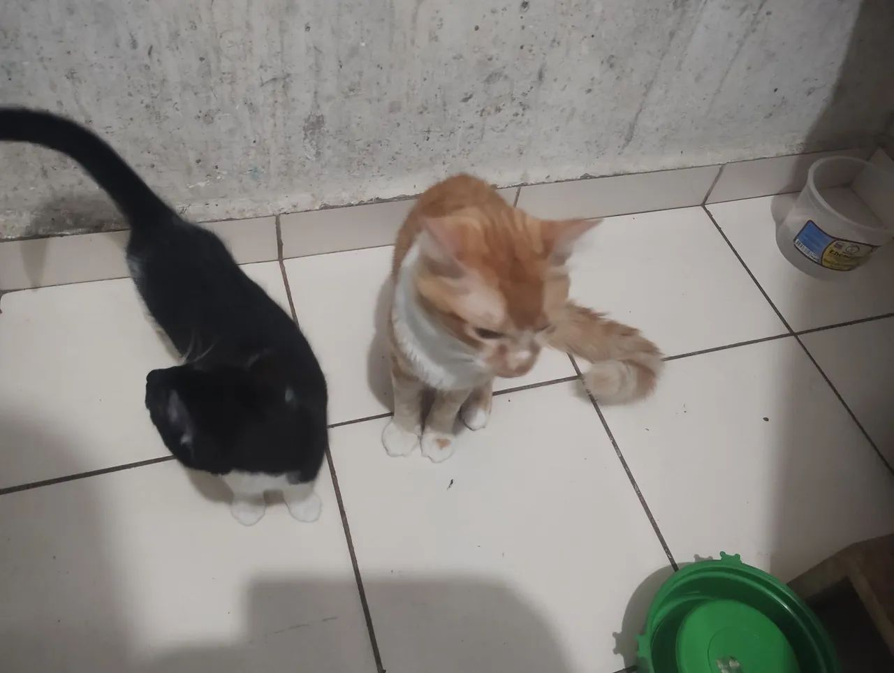 Doa se dois gatos  - Foto 3