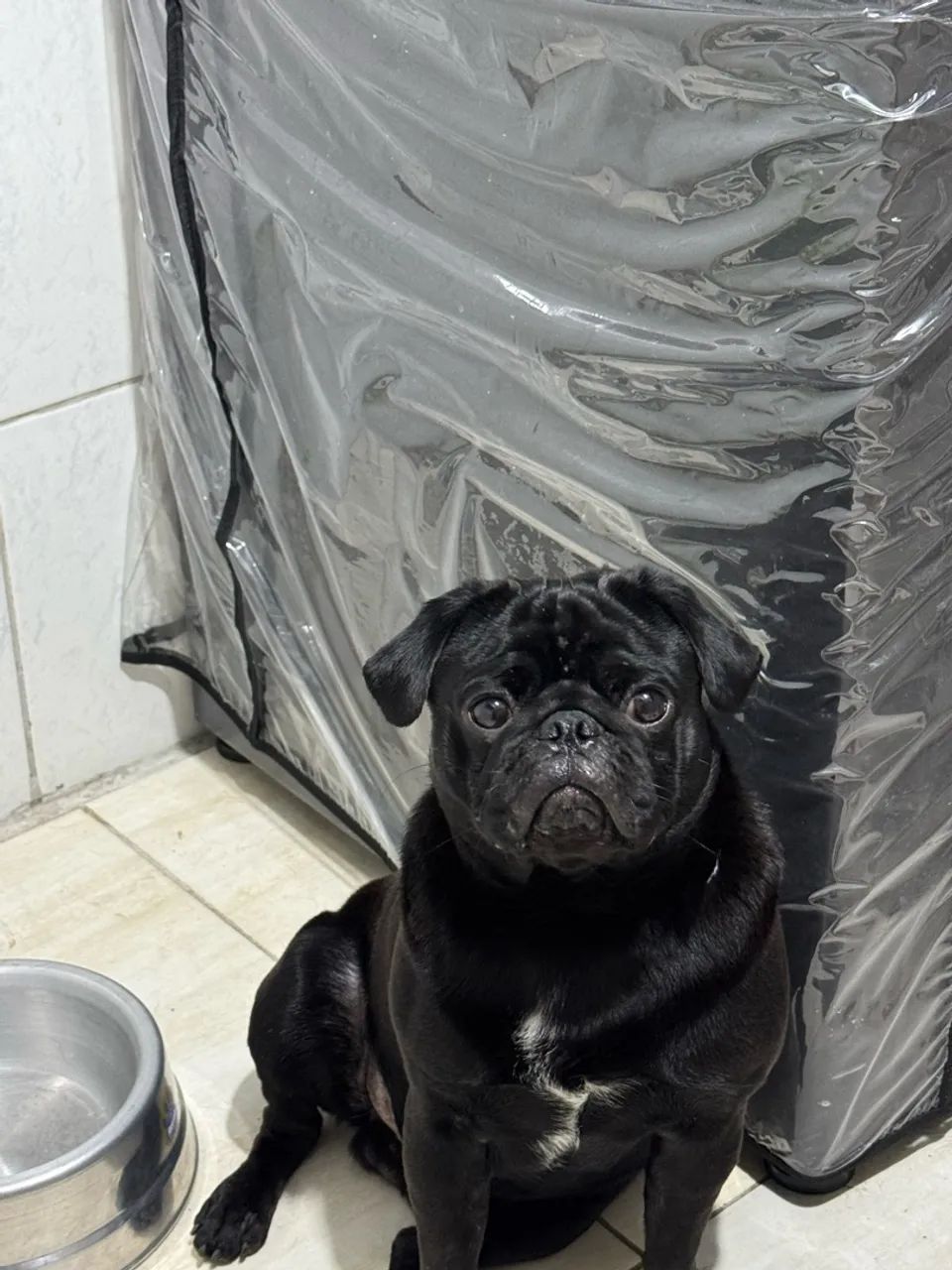 Pug macho 
