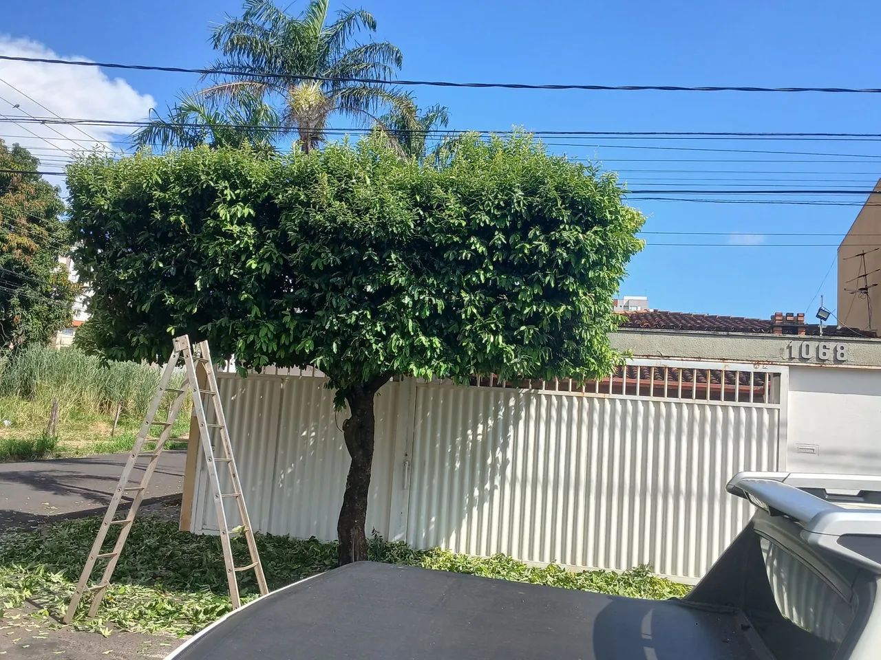 Jardineiro  - Foto 3