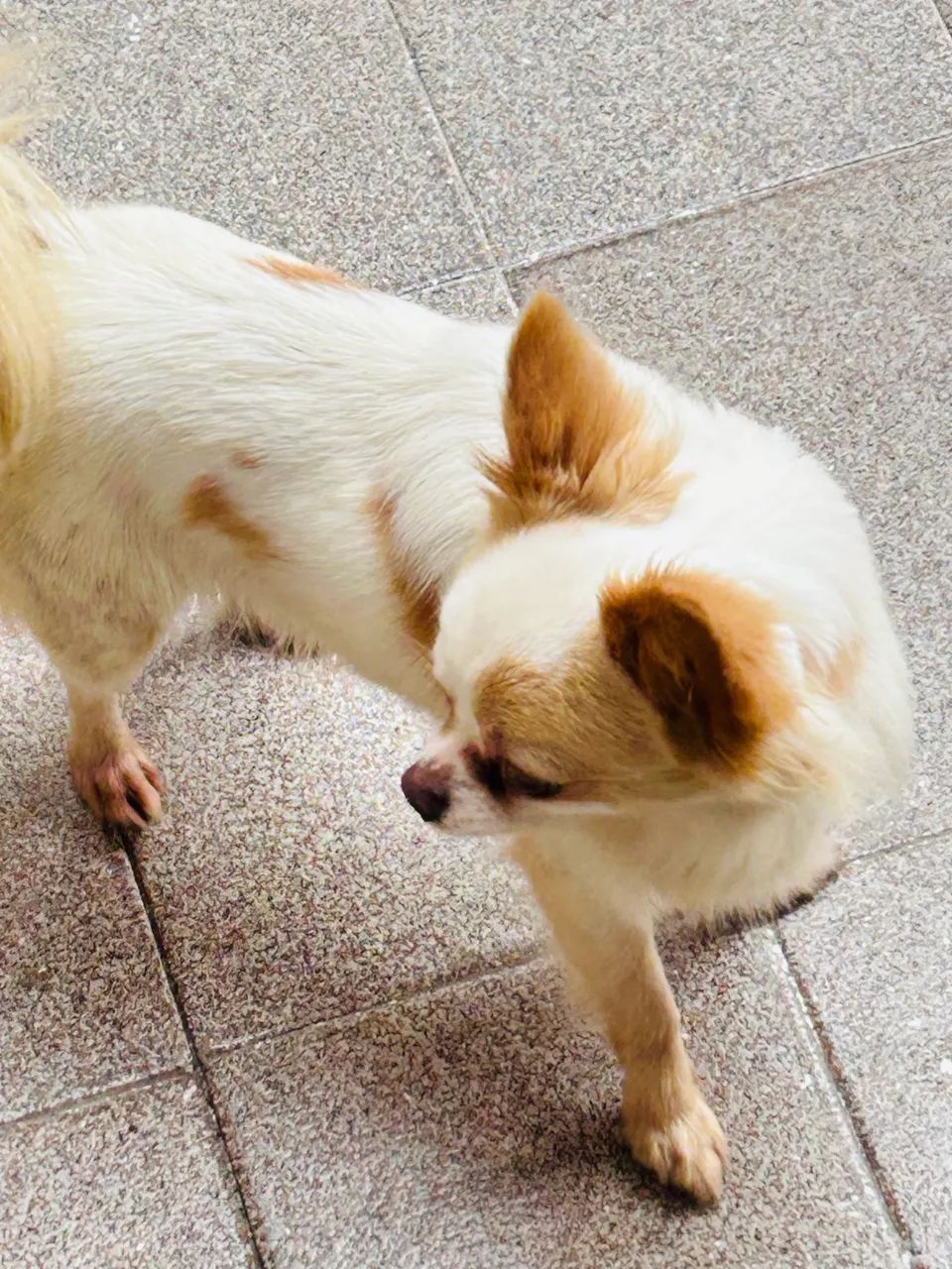 Chihuahua  - Foto 4