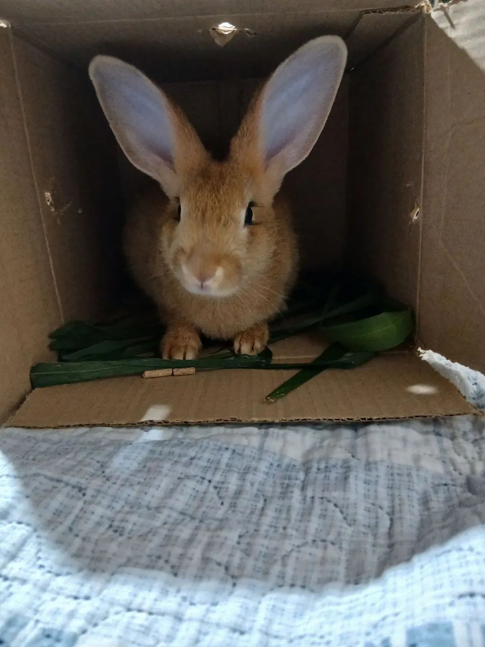 Vende-se Coelho novo e dócil. - Foto 4