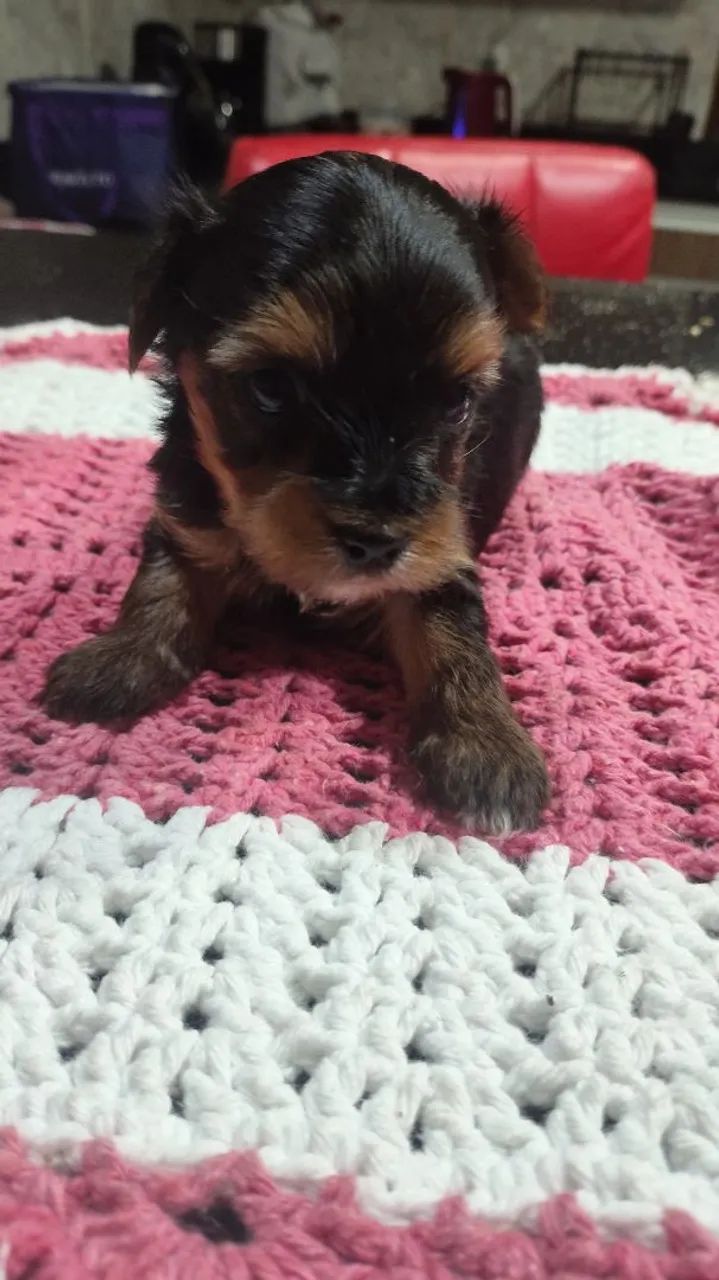 Yorkshire terrier disponível  - Foto 5