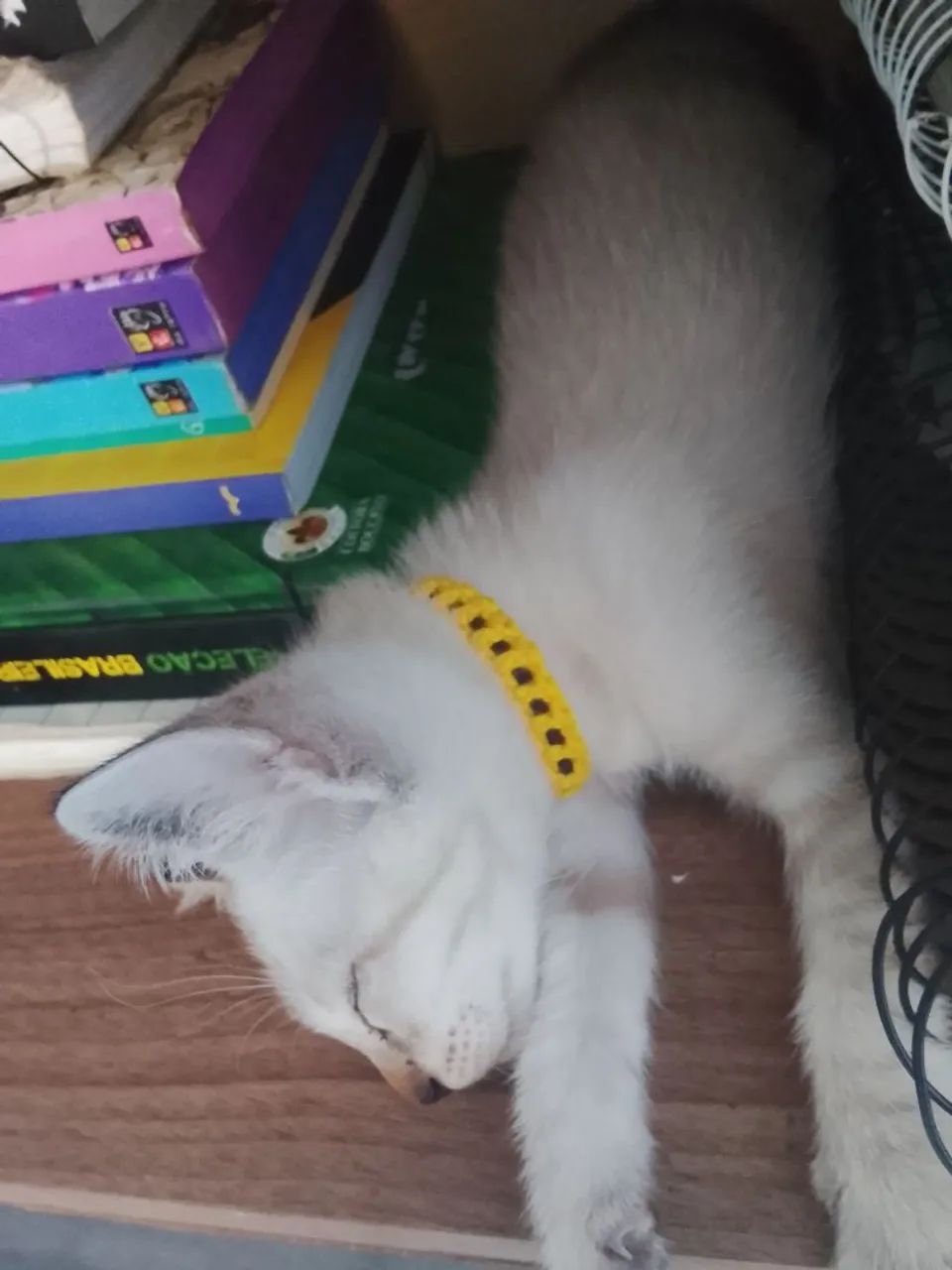 Doação de gato siamês  - Foto 2