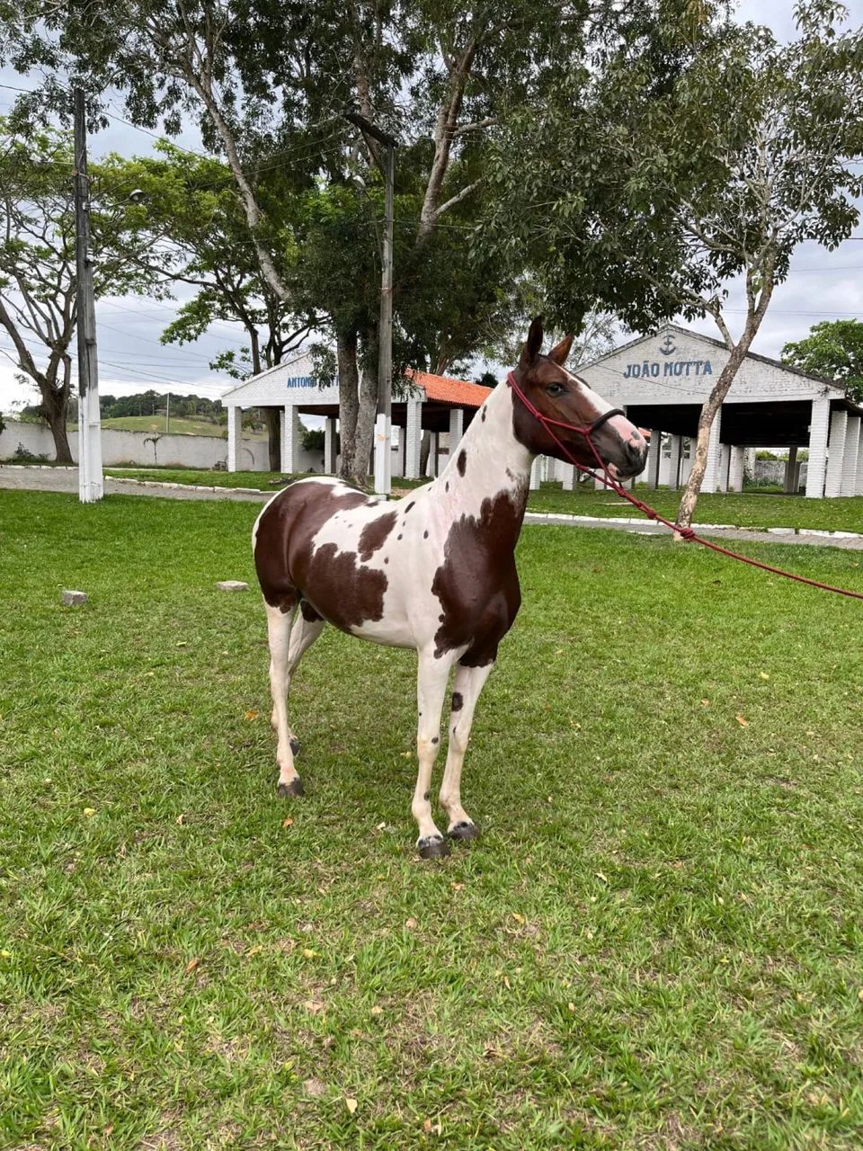 Animais para agropecuária  - Foto 4