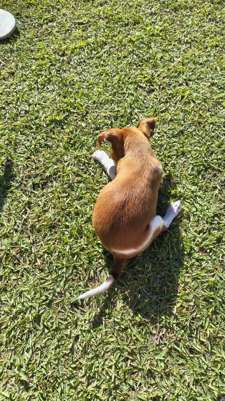 Cachorro  - Foto 2