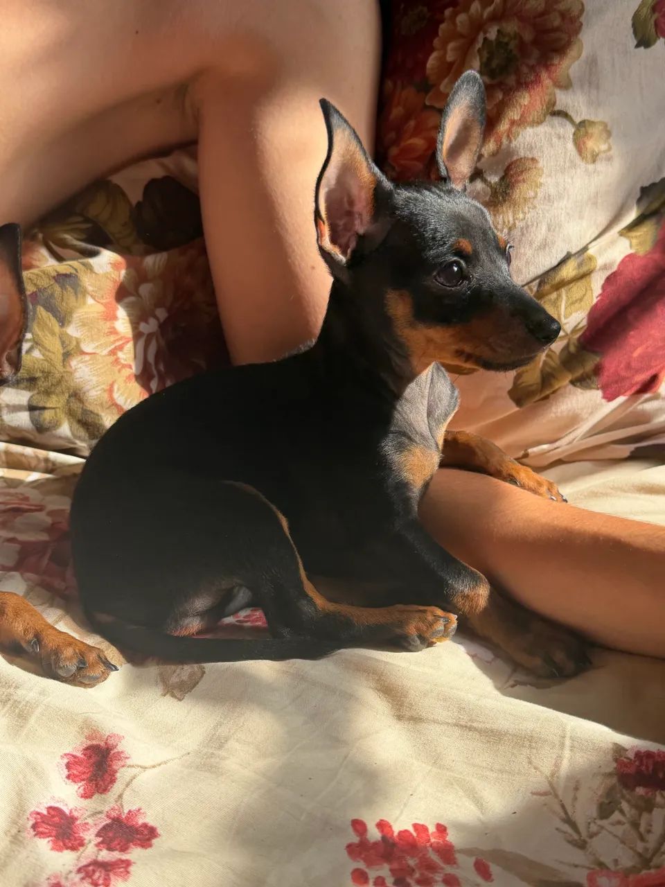 Pincher 1 - Foto 2