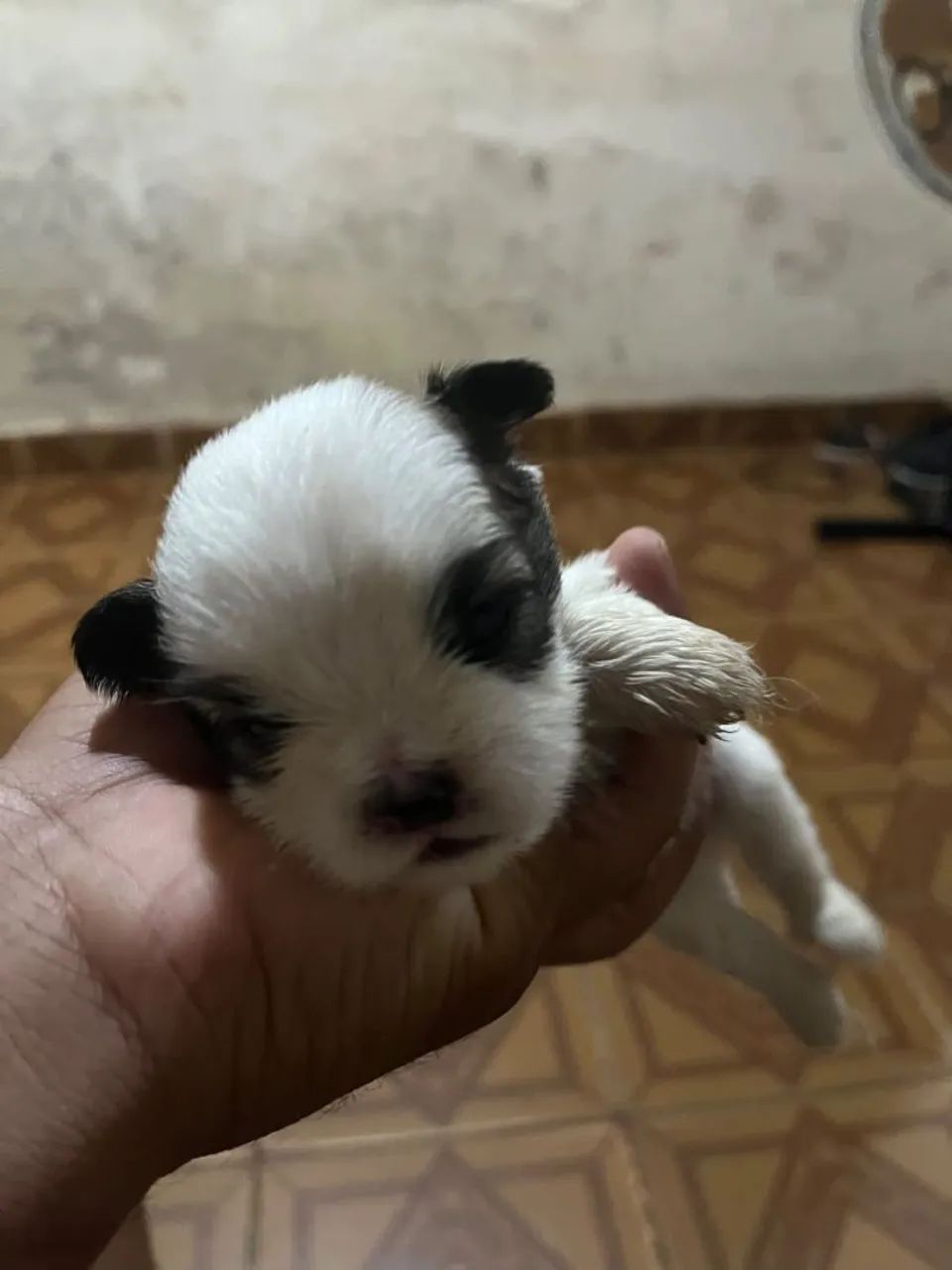 Cachorro Shiatsu  - Foto 4
